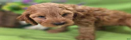 Cockapoo dogs for sale: Cashmere - Ad 4