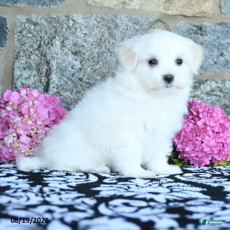 Maltese dogs Snowflake - Ad 2