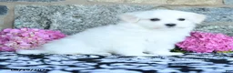 Maltese dogs for sale: Snowflake - Ad 2
