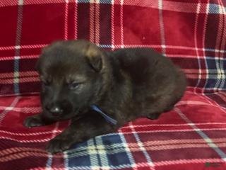 German Shepherd dogs Cody/ Willow Blue - Ad 3