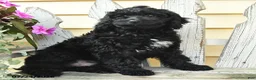 Aussiedoodle dogs for sale: Rookie - Ad 3