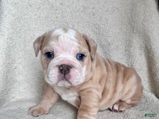 English Bulldog dogs Winnie - Ad 42