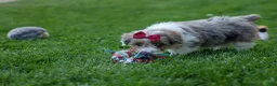Corgipoo dogs for sale: NANCY - Ad 13