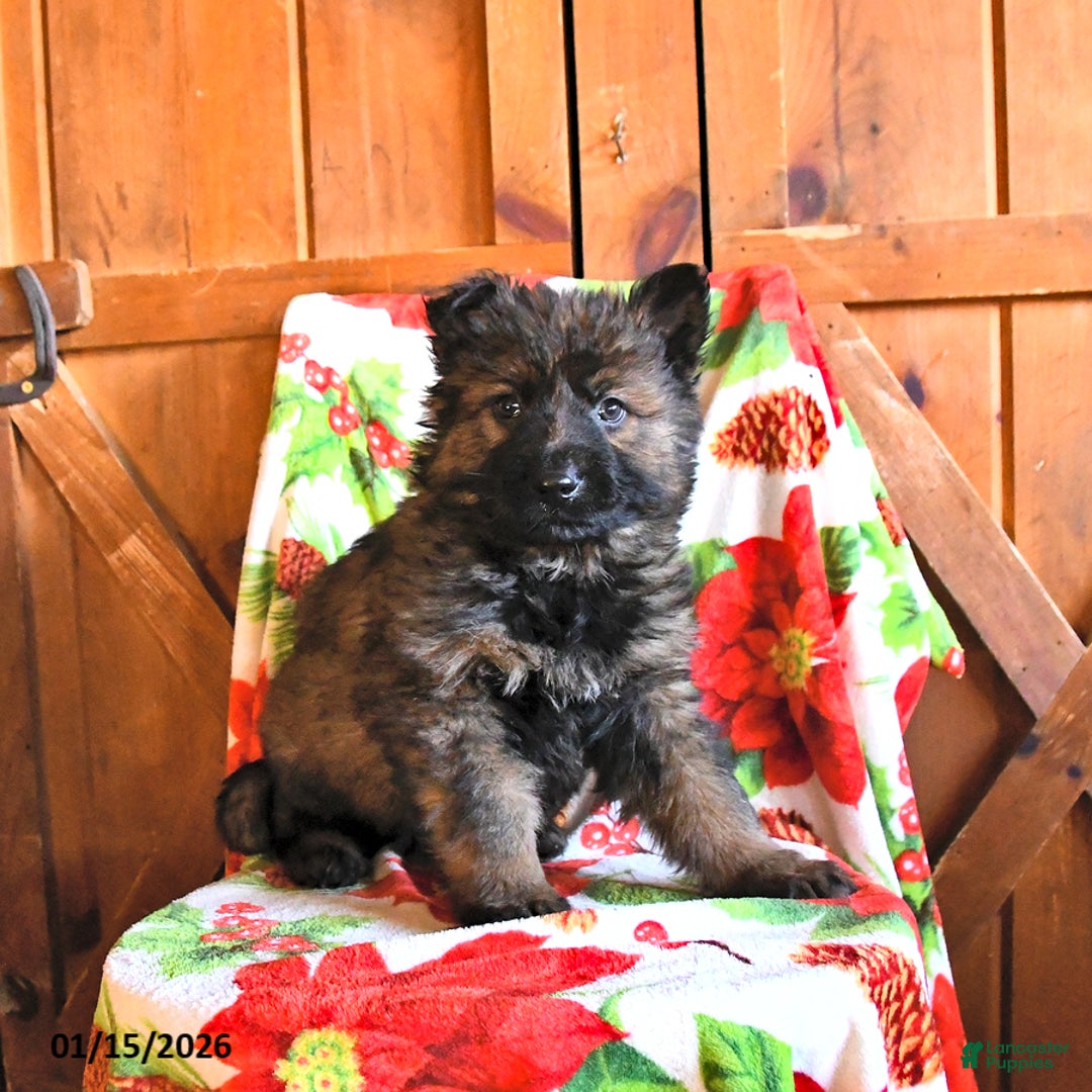 German Shepherd dogs for sale: Panther - Ad 2