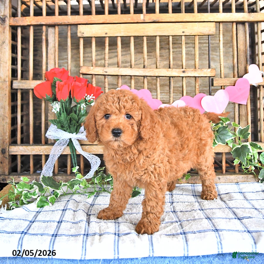 Mini Goldendoodle dogs Mercy - Ad 2