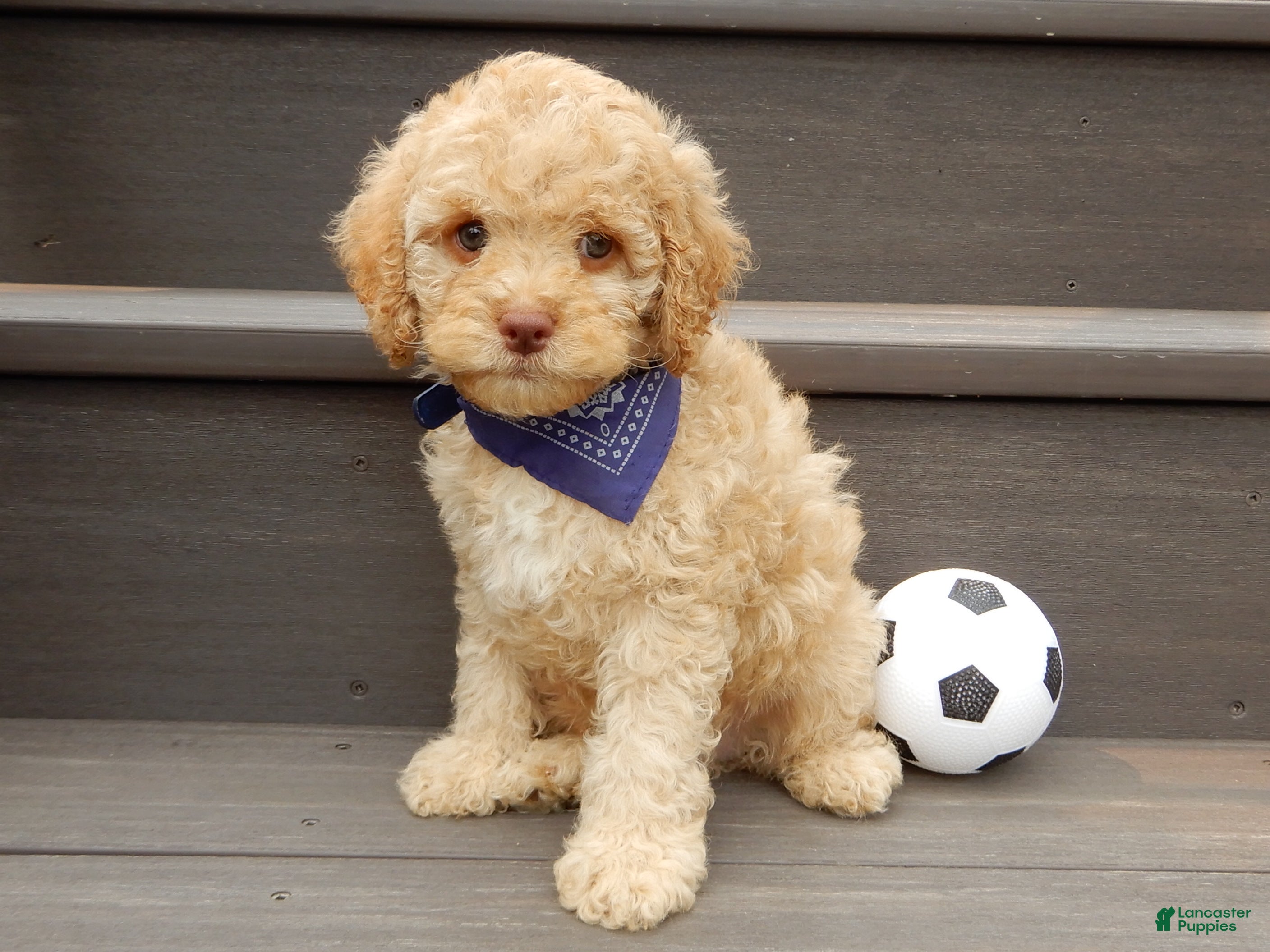 Cockapoo dogs Teddy - Ad 2