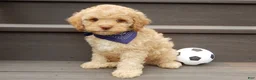 Cockapoo dogs for sale: Teddy - Ad 2