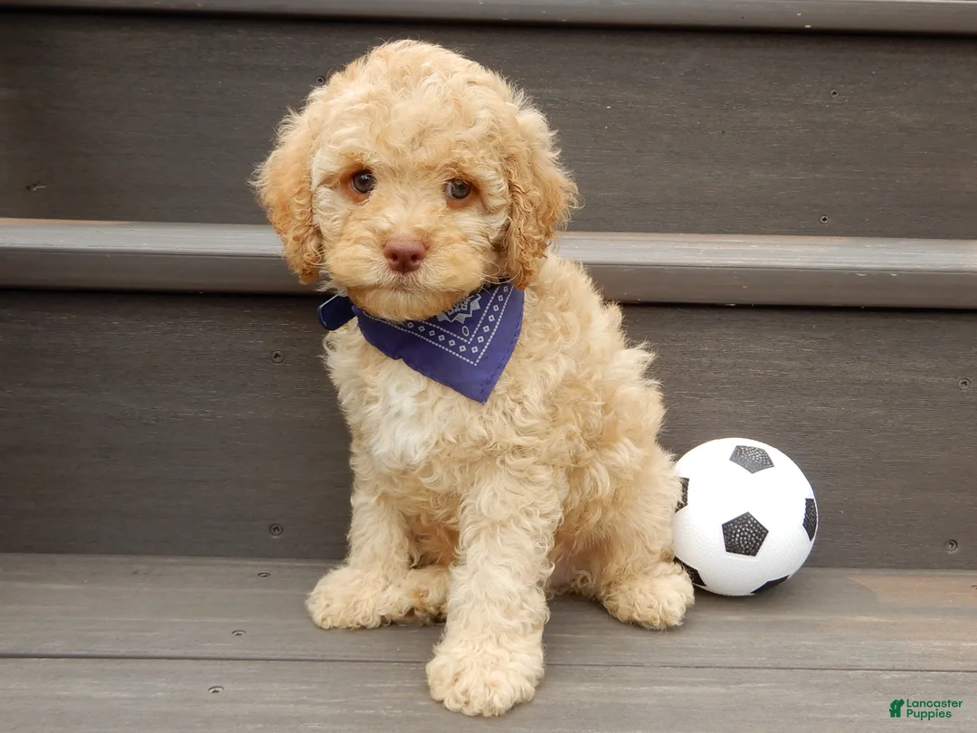 Cockapoo dogs for sale: Teddy - Ad 2
