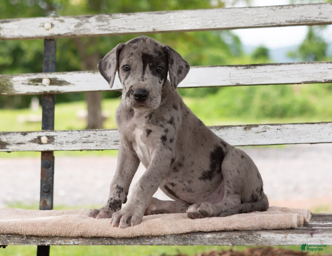 Great Dane dogs for sale: Gerald - Ad 1