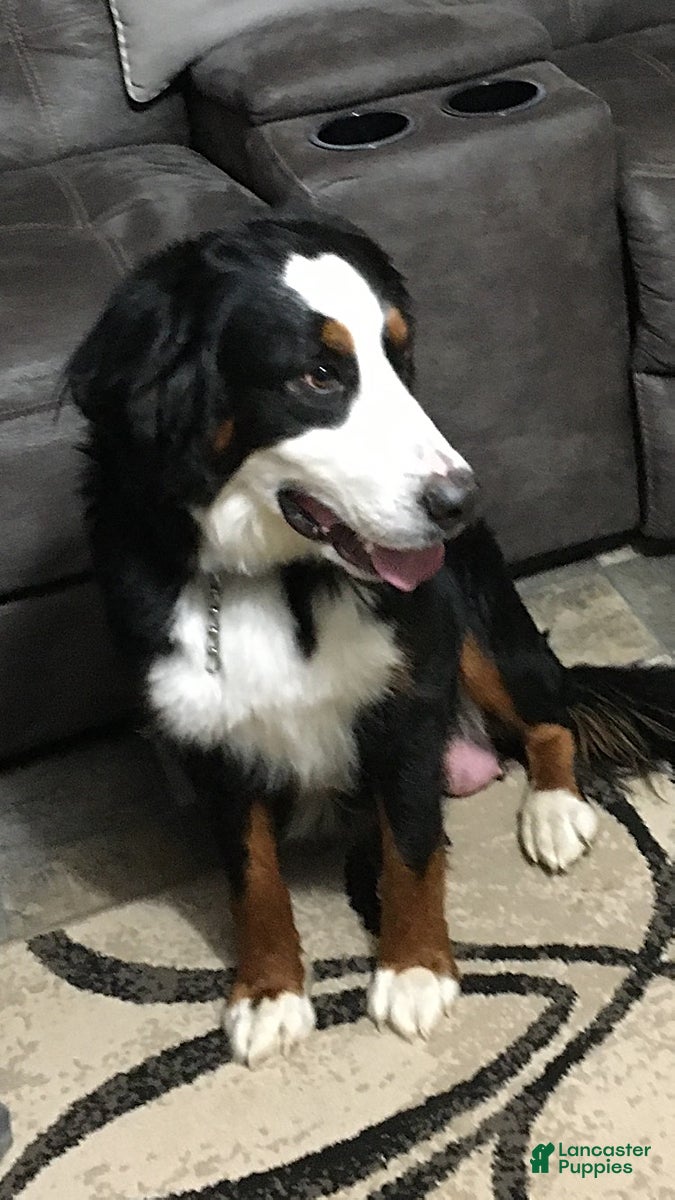 Bernese Mountain Dog dogs Roxy - Ad 2