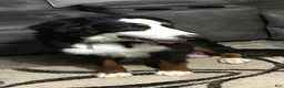 Bernese Mountain Dog dogs for sale: Roxy - Ad 2