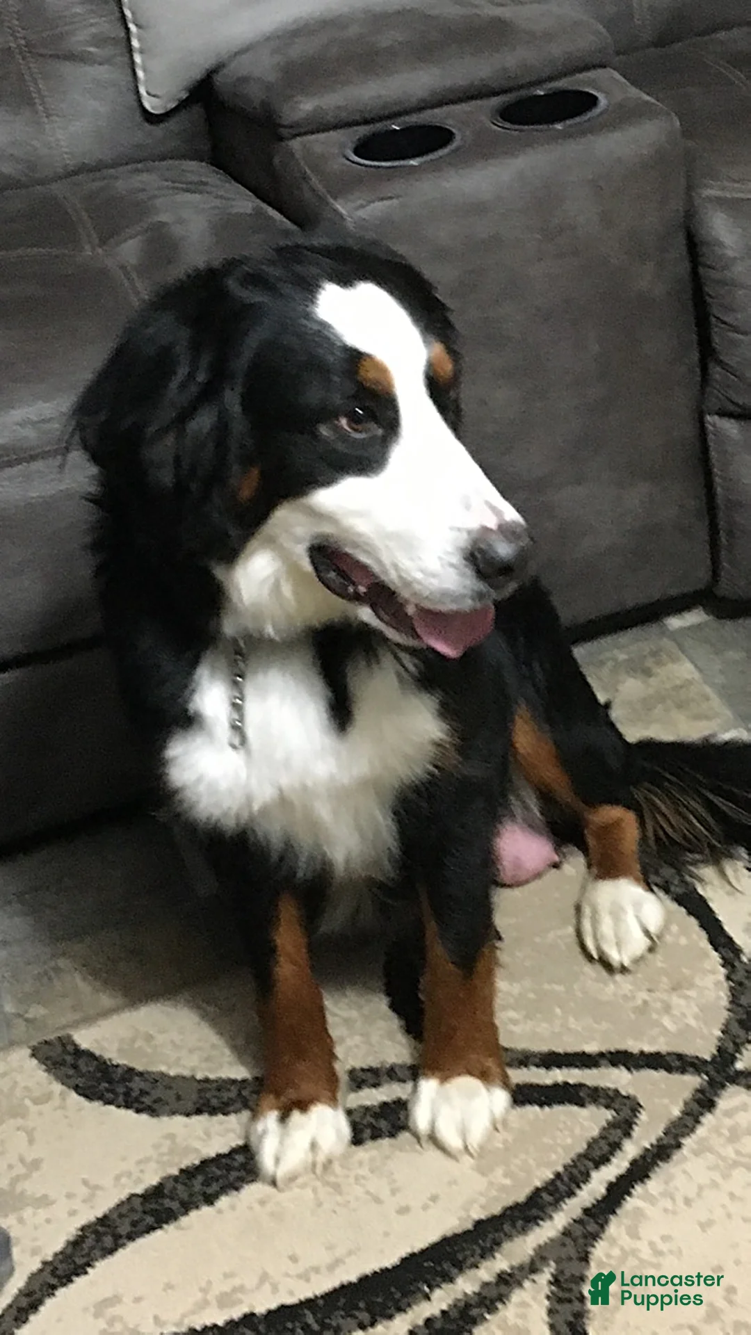 Bernese Mountain Dog dogs for sale: Roxy - Ad 2