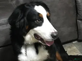Bernese Mountain Dog dogs Roxy - Ad 2