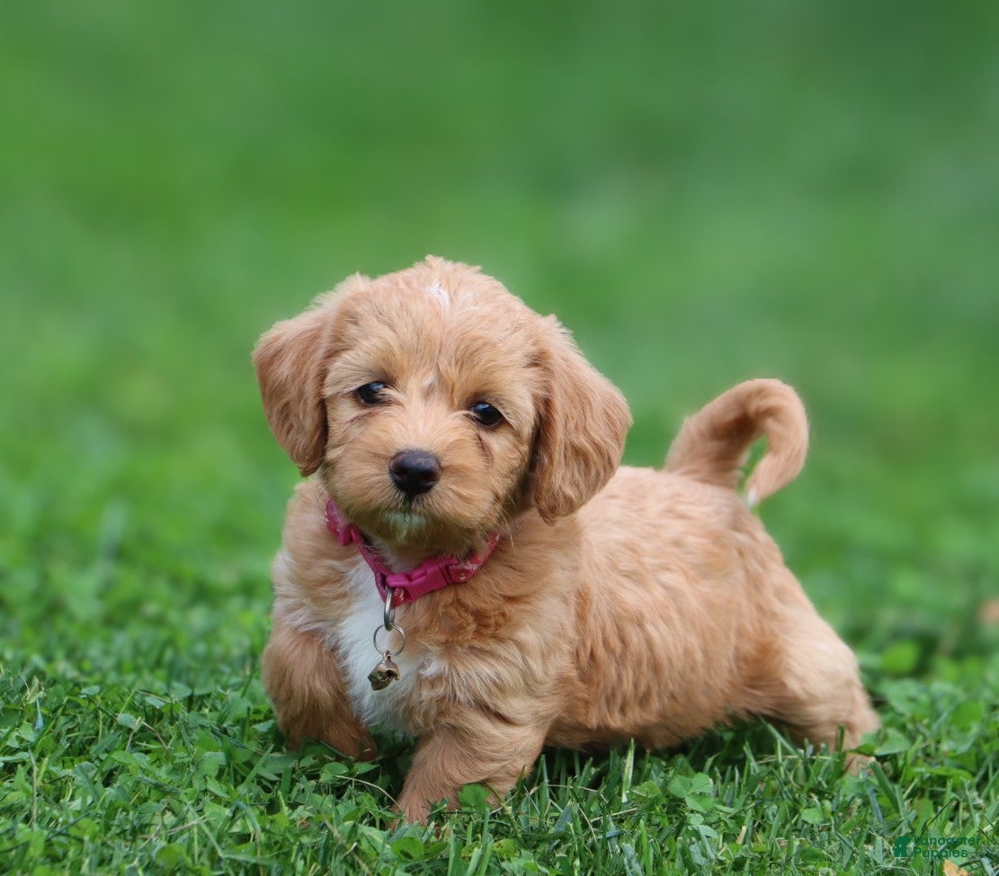 Miniature Labradoodle dogs Mia - Ad 1