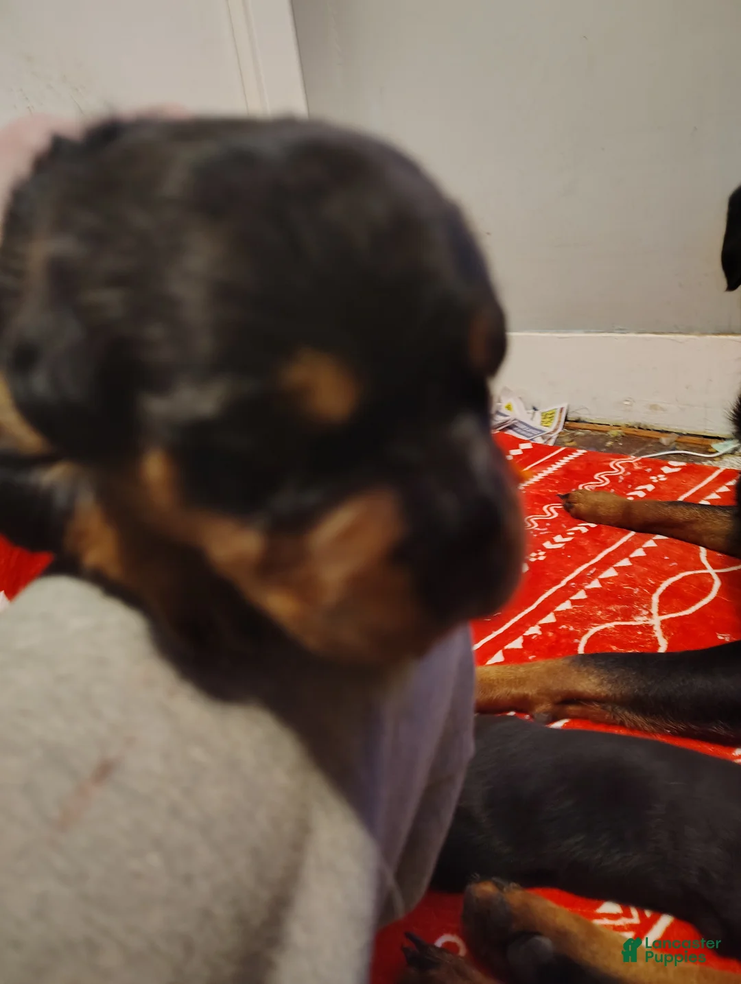 Rottweiler dogs for sale: Rottweiler Puppy 2 - Ad 2