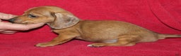 Miniature Dachshund dogs for sale: Steele - Ad 12