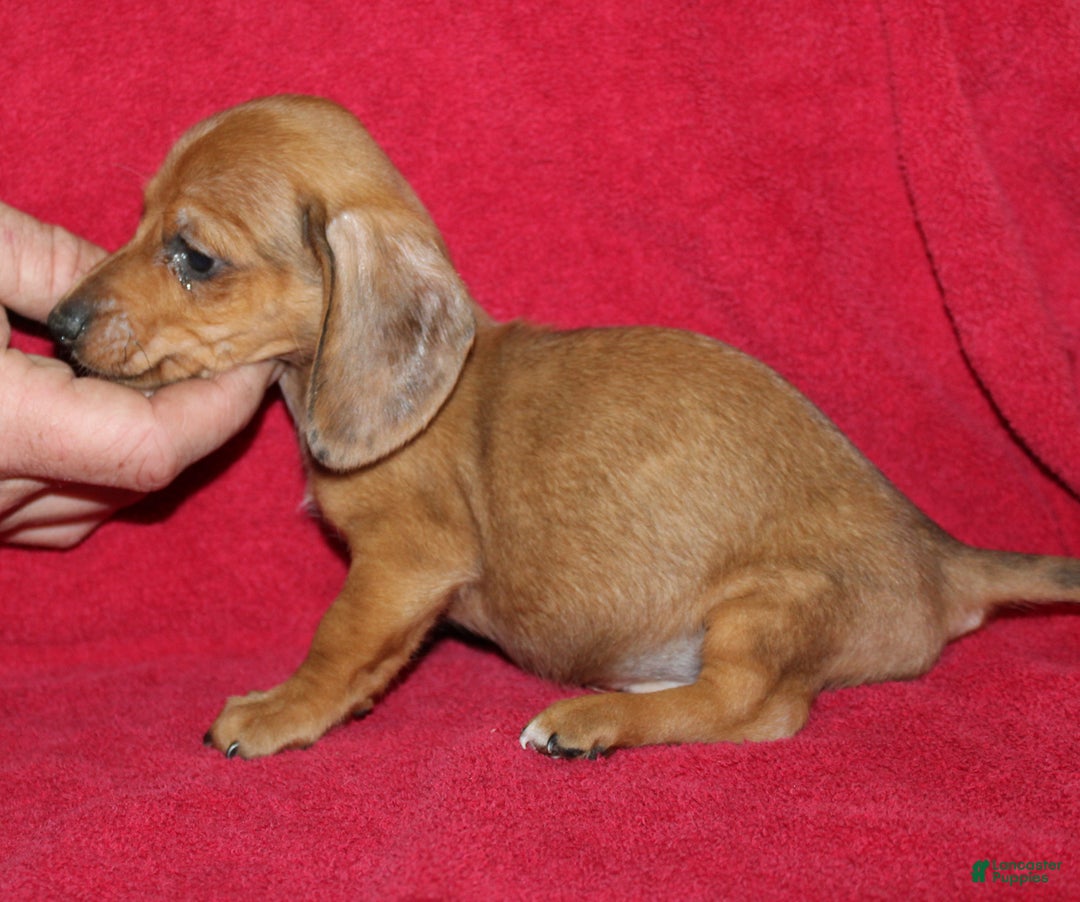 Miniature Dachshund dogs for sale: Steele - Ad 12