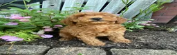 Miniature Poodle dogs for sale: Ruby - Ad 3