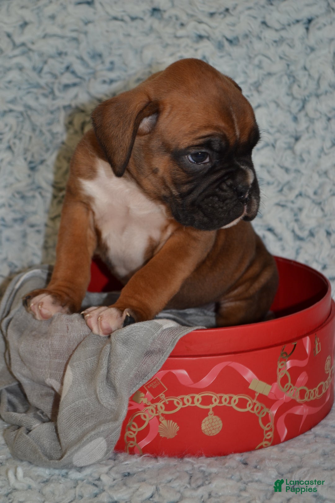 Boxer dogs for sale: Simba - Ad 4