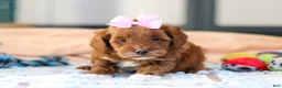 Cavapoo dogs for sale: Amber - Ad 4