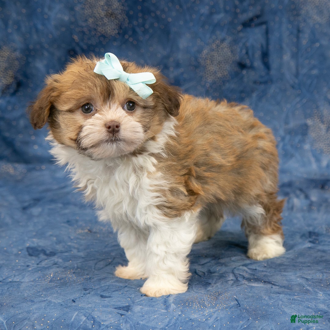Havanese dogs for sale: Zues - Ad 6