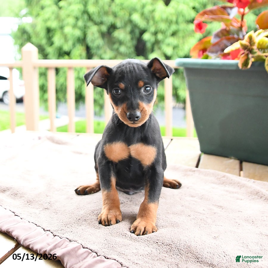 Miniature Pinscher dogs Frisky - Ad 2