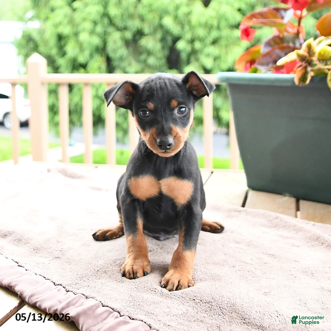 Miniature Pinscher dogs for sale: Frisky - Ad 2