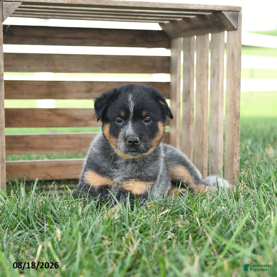 Australian Cattle Dog dogs Banjo - Ad 2