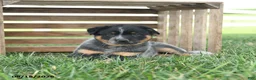 Australian Cattle Dog dogs for sale: Banjo - Ad 2