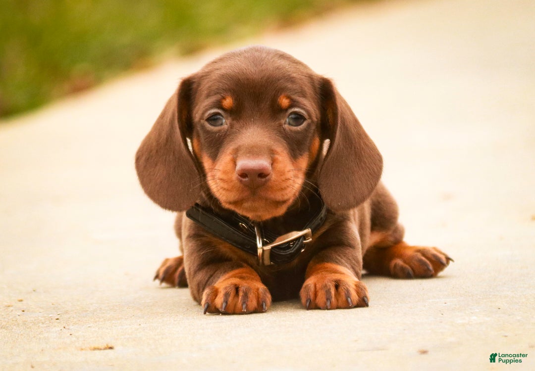 Miniature Dachshund dogs for sale: Barney - Ad 7