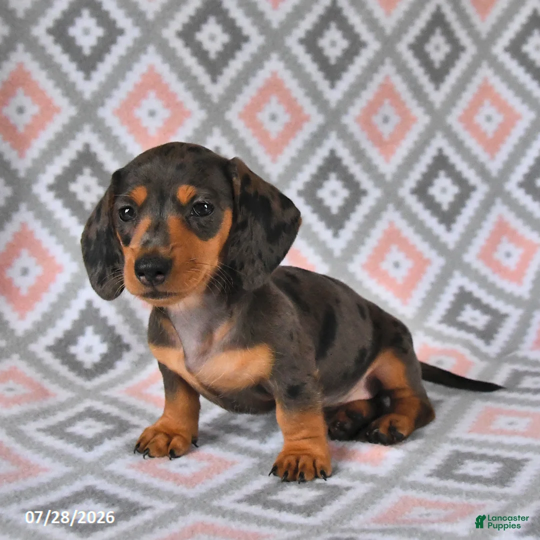 Dachshund dogs for sale: Piper - Ad 2