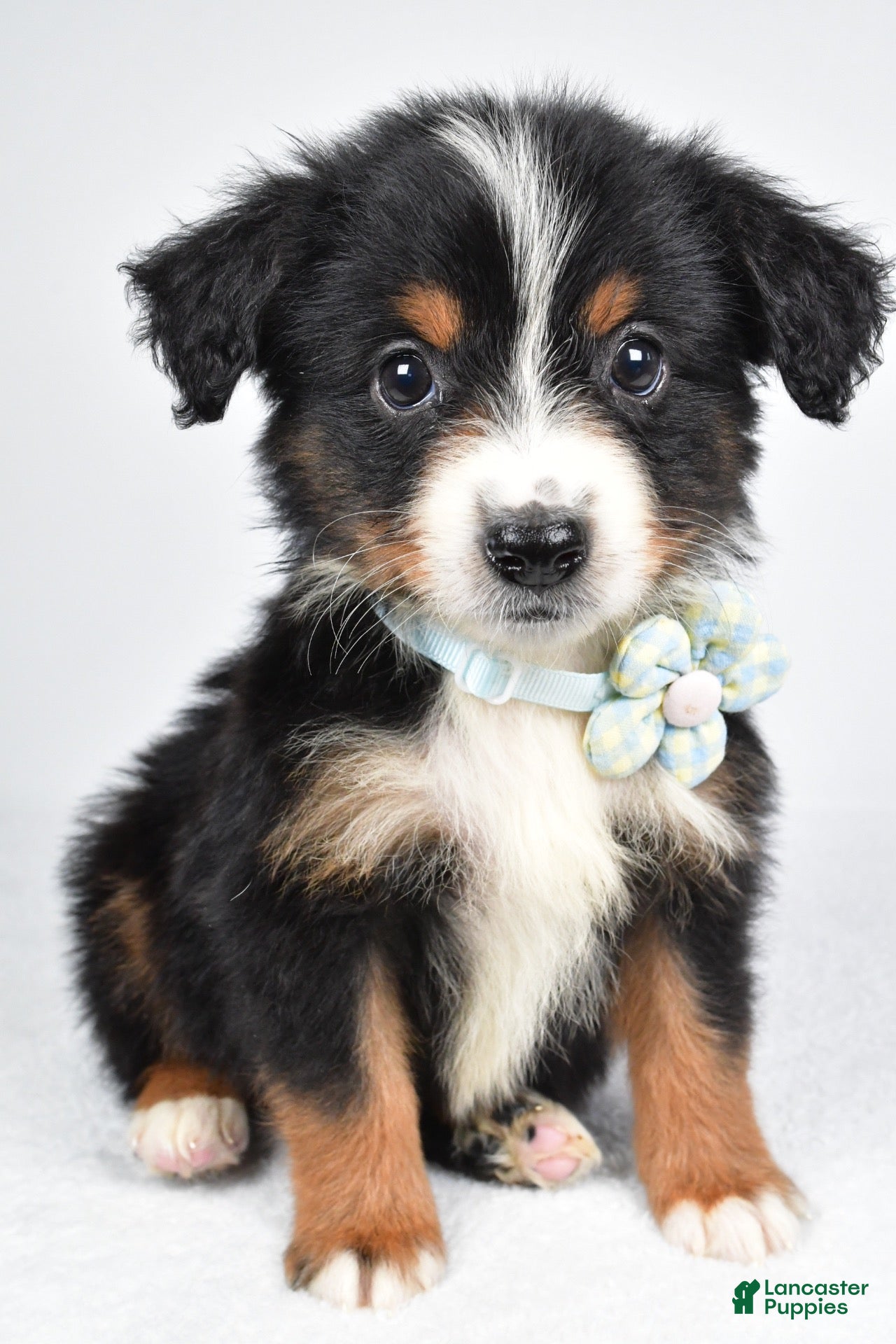 Miniature Australian Shepherd dogs Khloe - Ad 1