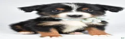 Miniature Australian Shepherd dogs for sale: Khloe - Ad 1