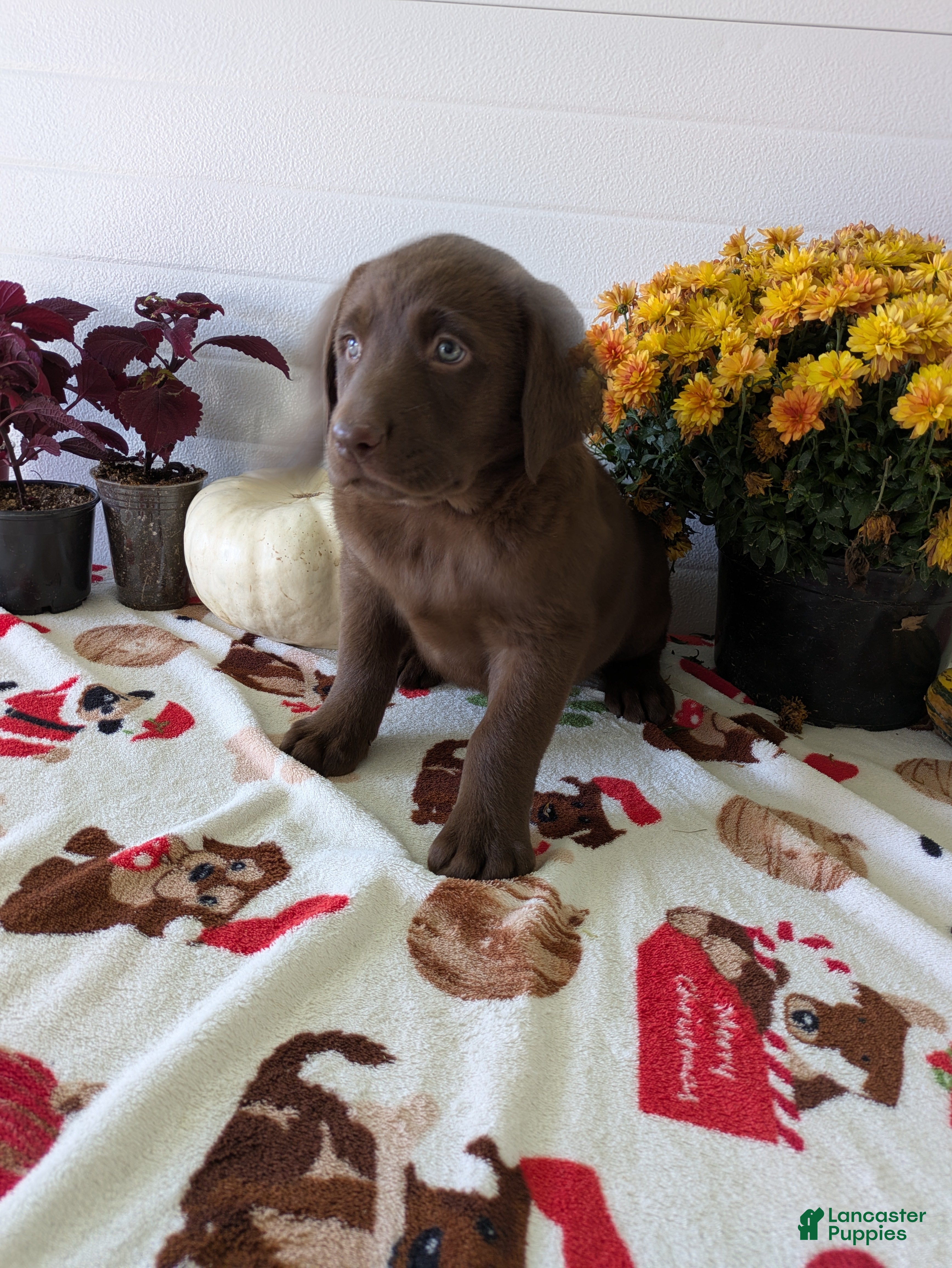 Labrador Retriever dogs for sale: Sadie - Ad 2