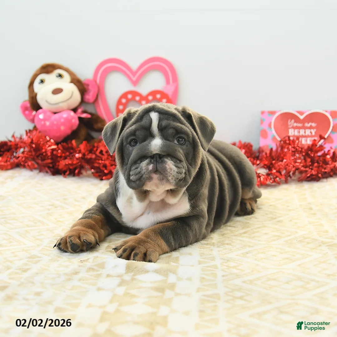 English Bulldog dogs for sale: Bree - Ad 3