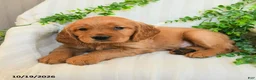 Miniature Golden Retriever dogs for sale: Mike - Ad 3
