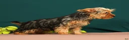 Yorkshire Terrier dogs for sale: Lilibet - Ad 7