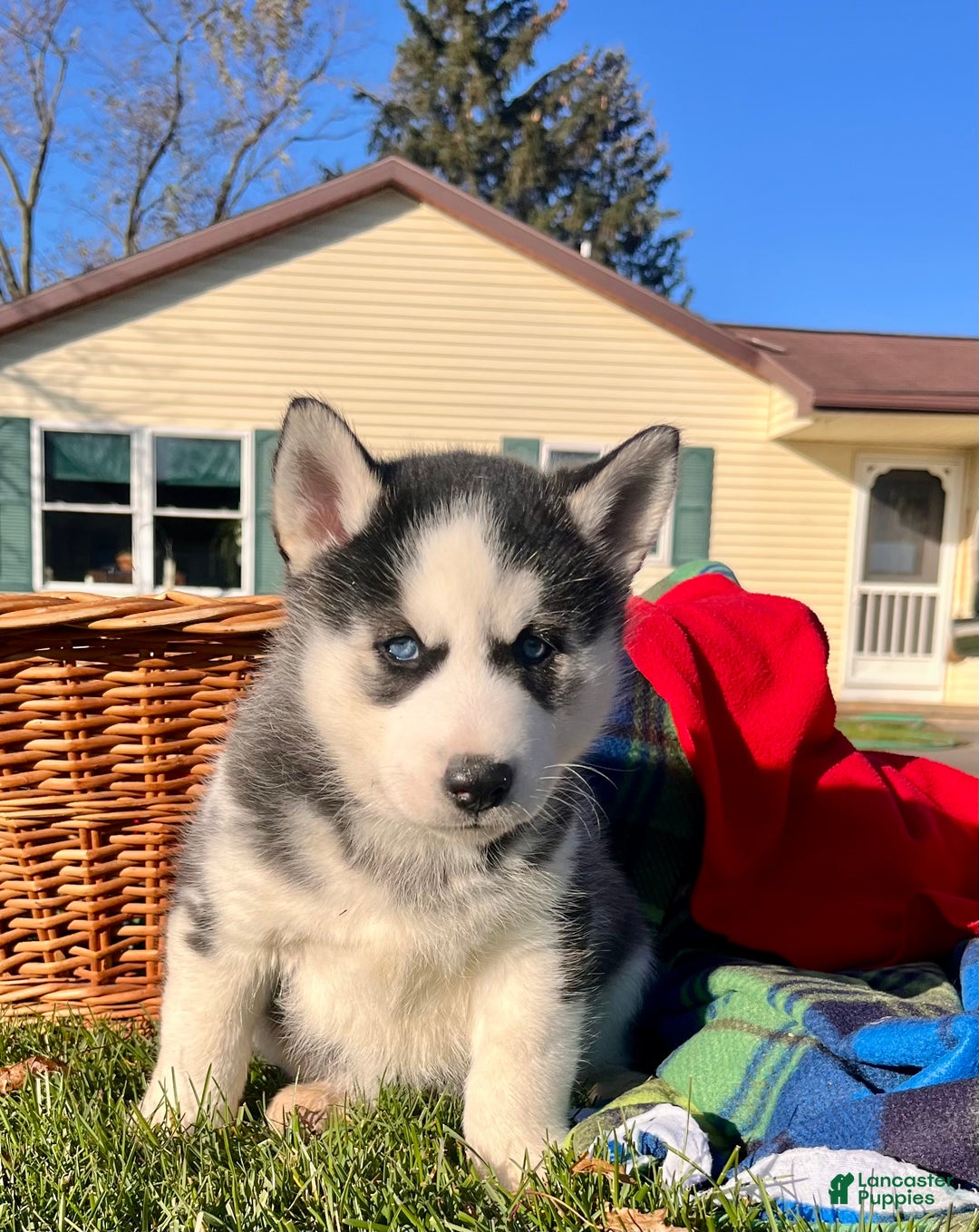 Siberian Husky dogs for sale: Apollo(Monster Paws)🎄❤️Call 717-925-6681 - Ad 3