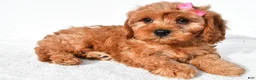 Cavapoo dogs for sale: Rosey - Ad 8