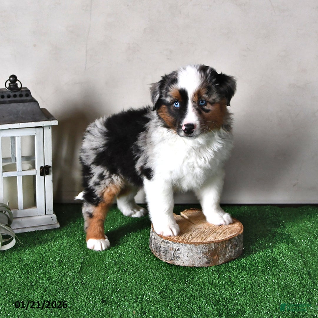 Miniature Australian Shepherd dogs for sale: Jasper - Ad 4