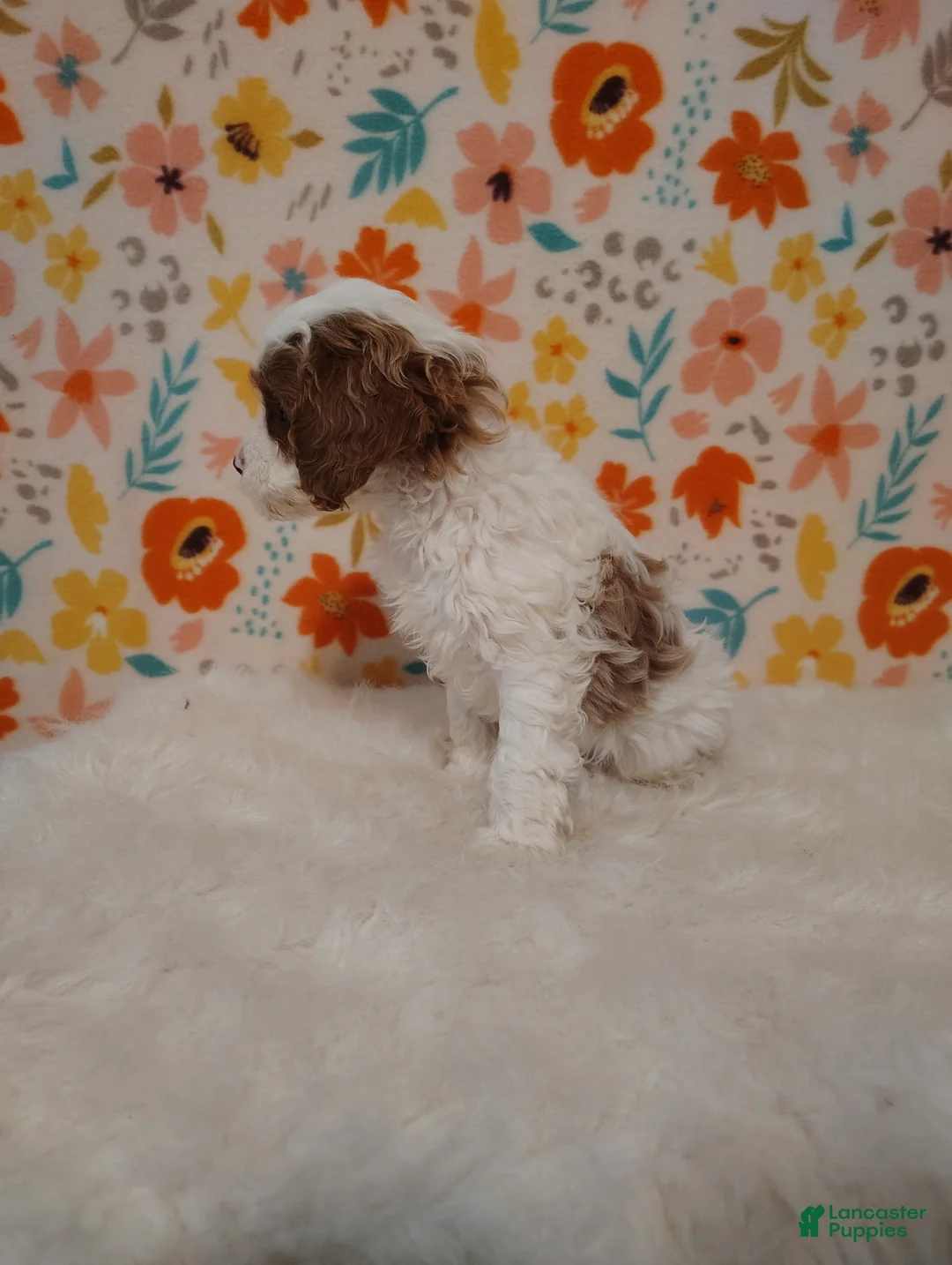 Cavapoo dogs for sale: May - Ad 2