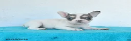 French Bulldog dogs for sale: Dotty - Ad 2