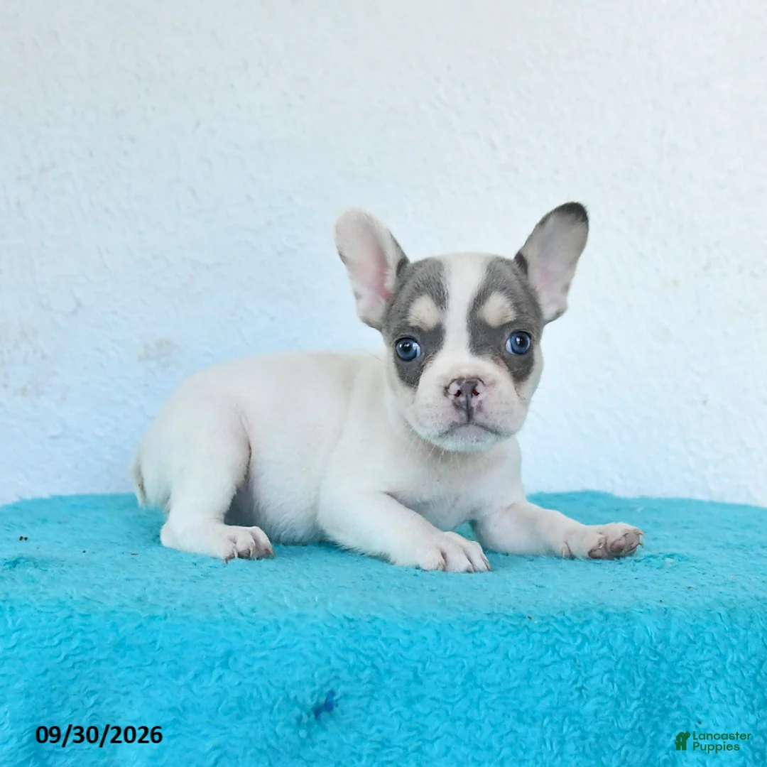 French Bulldog dogs for sale: Dotty - Ad 2