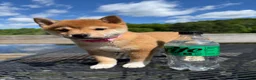 Shiba Inu dogs for sale: 🩷 Pinky 🩷 - Ad 2