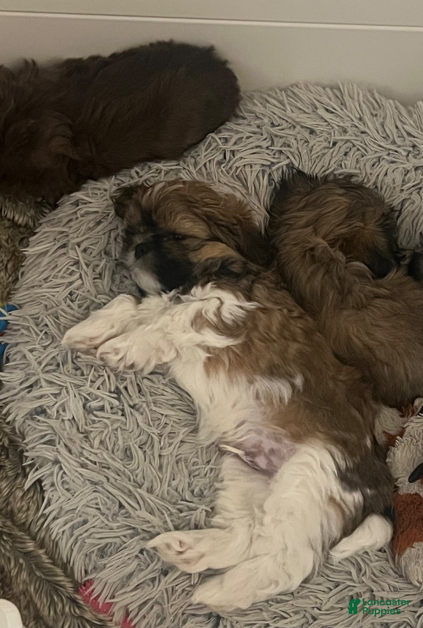 Shih Tzu dogs Snorlax - Ad 2