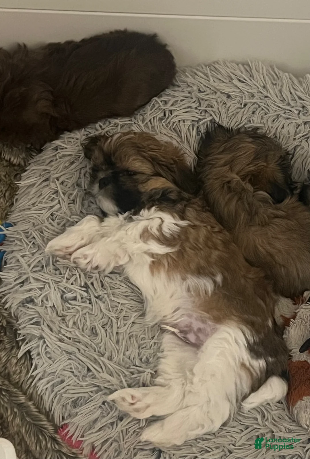 Shih Tzu dogs for sale: Snorlax - Ad 2