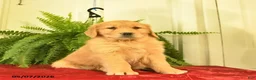 Golden Retriever dogs for sale: Whimsy  - Ad 3