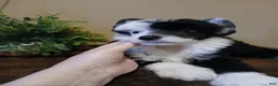Chinese Crested dogs for sale: Pluto - Ad 3