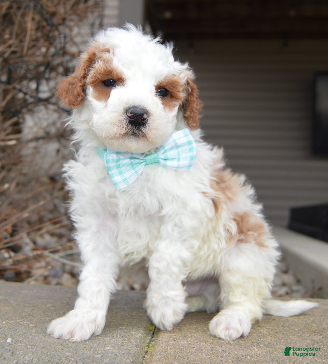 Cavapoo dogs for sale: Charlie - Ad 3