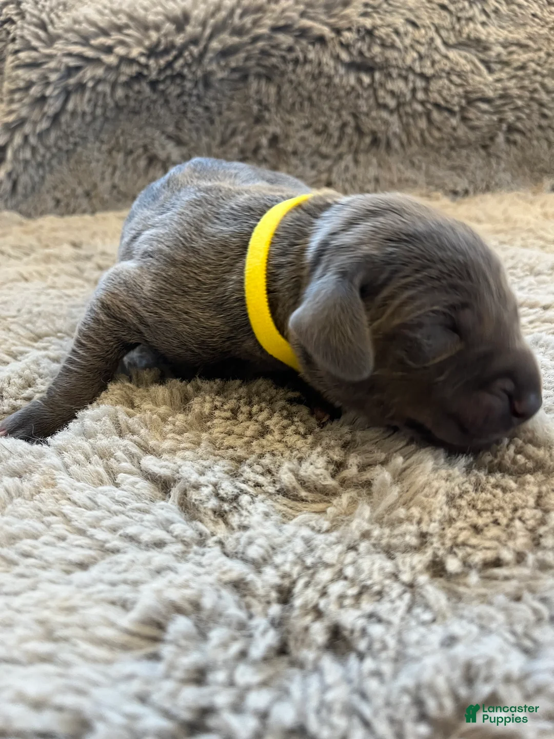 Weimaraner dogs for sale: Weimaraner Puppy 6 - Ad 1